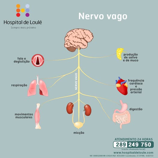 Já ouviu falar do nervo vago?